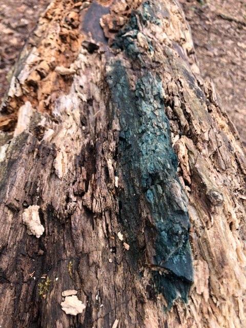 Green wood